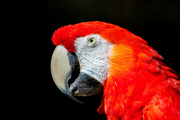 Honduras, Copán, Copán Ruinas, Scarlet Macaw (Ara macao) © Luigi