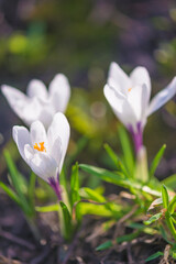 white spring crocus flowers