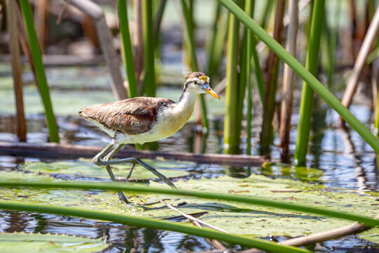 Guatemala, Rio Dulce, American Jacana (Jacana spinosa) - Northern Jacana, juvenile