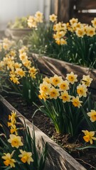 Obraz premium Rows of vibrant yellow daffodils in wooden planters in a garden