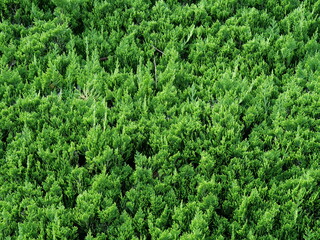 HAKODATE, JAPAN &ndash; JULY 24, 2025: A high-detail close-up of lush green coniferous shrub foliage in a Japanese garden in Hakodate, Hokkaido, during the summer season.