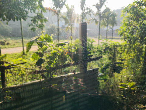 Tropical Rural Sunrise in Champamura, Tripura India