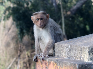 Naklejka premium cute monkey in roadside sitting