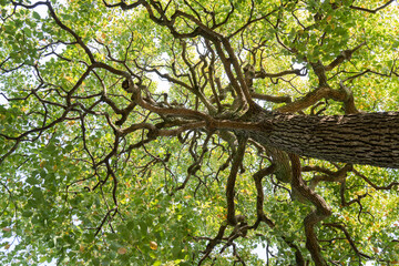 下から見上げたクスノキ　Cinnamomum camphora