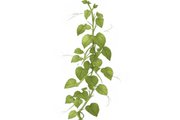 Green vine climbing, growing leaves, botanical element, isolated plant for nature and growth concepts, transparent background