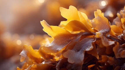 Close-up of golden brown seaweed with sunlight illuminating translucent leaves and intricate textures, creating a luminous glow.