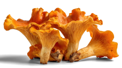 chanterelle mushrooms on white background