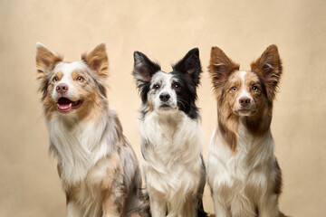 Three Border Collies pose together in a row in front of a beige studio backdrop, showcasing breed...