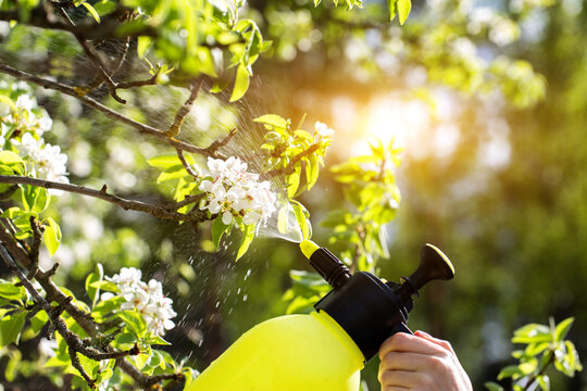 Treating apple tree blossoms for fruit yield and protection from pests and diseases. Copper sulfate treatment, solar
