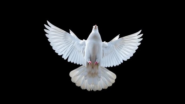 White dove in mid flight with fully spread wings isolated on black background symbolizing peace freedom purity and spirituality