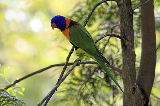 Red-naped Lorikeet (Trichoglossus rubritorquis), Darwin All-coloured Lorikeet, adult, on tree, alert, Australia