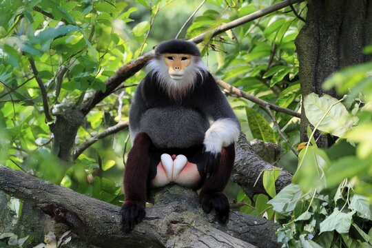 Red-shanked monkey (Pygathrix nemaeus), adult, male, in tree, sitting, relaxed, Southeast Asia