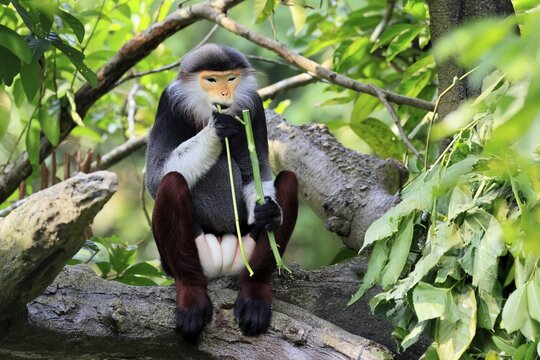 Red-shanked monkey (Pygathrix nemaeus), adult, male, feeding, in a tree, Southeast Asia