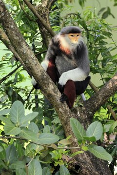 Red-shanked monkey (Pygathrix nemaeus), adult, in a tree, sitting, relaxed, Southeast Asia
