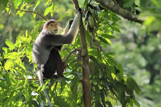 Red-shanked monkey (Pygathrix nemaeus), adult, in a tree, sitting, relaxed, Southeast Asia