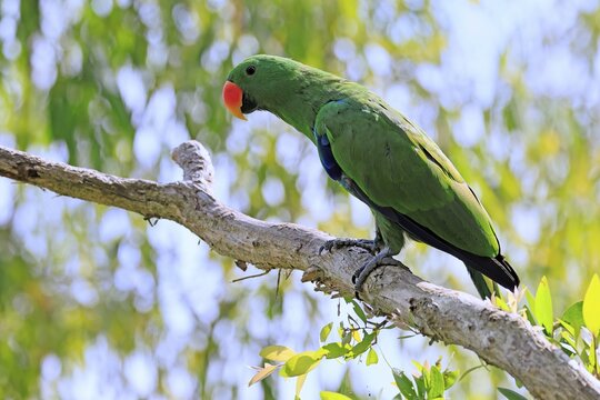 New Guinea noble parrot (Eclectus polychloros), adult, male, on tree, alert, New Guinea, Oceania