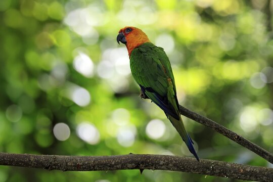 Jendaya parakeet (Aratinga jandaya), adult, on tree, alert, Brazil, South America