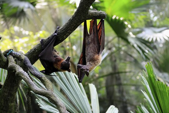 Kalong flying fox (Pteropus vampyrus), adult, two animals, in sleeping tree, during the day, Singapore, Southeast Asia