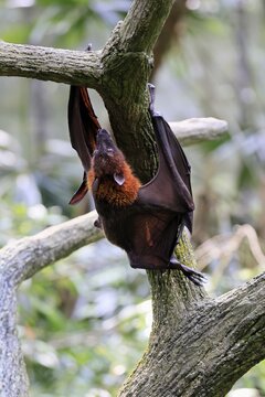 Kalong flying fox (Pteropus vampyrus), adult, climbing, in sleeping tree, during the day, Singapore, Southeast Asia