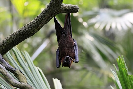 Kalong flying fox (Pteropus vampyrus), adult, resting, in sleeping tree, during the day, Singapore, Southeast Asia
