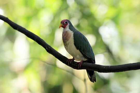 Jambu Fruit Dove (Ptilinopus jambu), adult, on tree, alert, Singapore, Southeast Asia