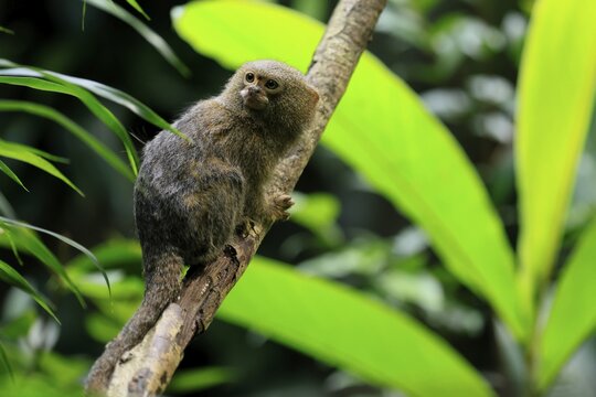 Yellow-bellied marmoset (Cebuella pygmaea), adult, on tree, alert, Amazonas, rainforest, South America