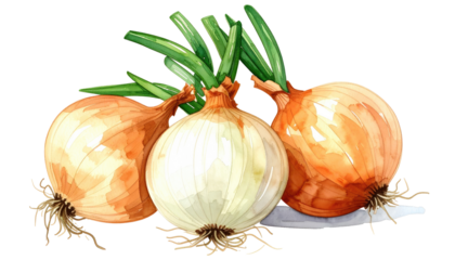 Watercolor illustration of three fresh onions with green stalks and roots, showcasing their textured skin and vibrant colors