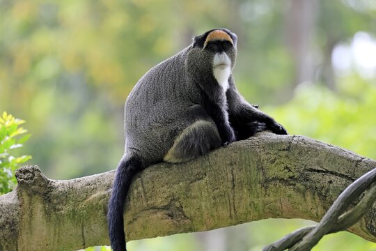 Brazzamere cat (Cercopithecus neglectus), adult, sitting, on tree, alert, Central Africa