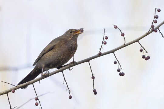 A female blackbird (Turdus merula) with a berry in her beak sitting on a branch in autumnal surroundings, Hesse, Germany