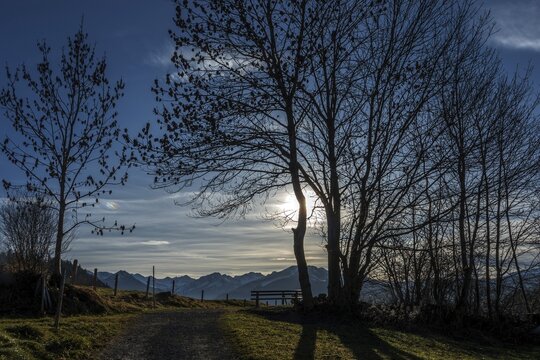 Bare trees in backlight on the hiking trail near Reichenbach, behind mountains of the Allg&auml;u Alps, Oberstdorf, Oberallg&auml;u, Allg&auml;u, Bavaria, Germany
