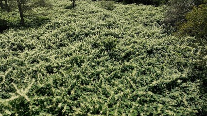 Peaceful meadow flowers and plants growing wild in nature in the Catskill Mountains in New York State