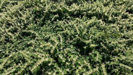 Peaceful meadow flowers and plants growing wild in nature in the Catskill Mountains in New York State