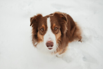 Australian shepherd sitting in deep snow during snowfall, looking at camera. Winter pet portrait concept with calm mood, cold season atmosphere and outdoor animal lifestyle.