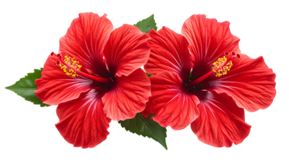 Two vibrant red tropical flowers with yellow stamens and green leaves