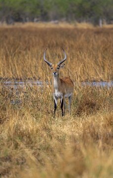 Letschwe or lychee moor antelope (Kobus leche), adult male, Xakanaxa, Okavango Delta, Moremi Game Reserve, Botswana