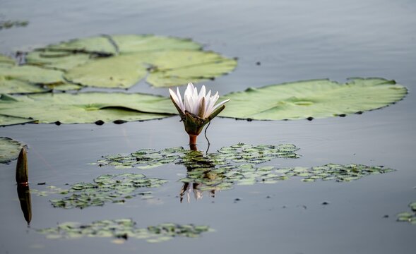 Flowering water lily (Nymphaea) in the water, Xakanaxa Lagoon, Okavango Delta, Moremi Game Reserve, Botswana