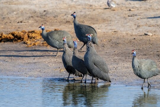 Helmeted guinea fowl (Numida meleagris), Savuti, Chobe Nationalpark, Botswana