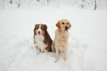Australian Shepherd and Golden Retriever sitting side by side in fresh snow, calm winter portrait of two dogs outdoors. Friendship, companionship, seasonal pet lifestyle in a snowy park.