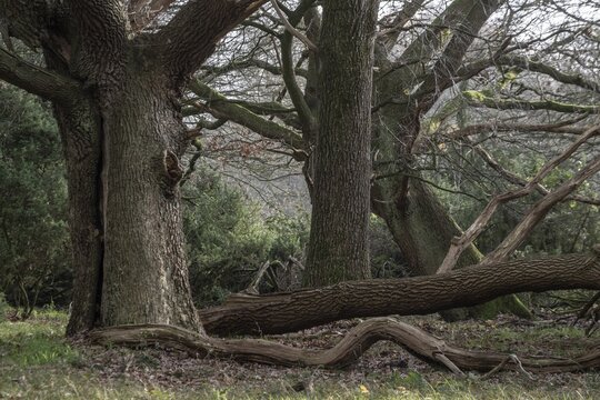 Old hut oaks (Quercus robur) and junipers (Juniperus communis), Meppener Weide, Emsland, Lower Saxony, Germany