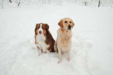 Australian Shepherd and Golden Retriever sitting side by side in fresh snow, calm winter portrait of two dogs outdoors. Friendship, companionship, seasonal pet lifestyle in a snowy park.