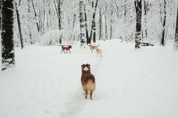 Australian Shepherd, Golden Retriever, Malinois, and Akita Inu meeting and walking in a snowy forest park. Winter outdoor scene showing social dogs, freedom and calm interaction in nature.