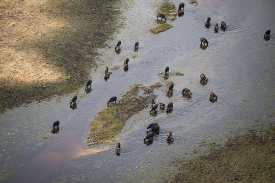 Kaffir buffalo (Syncerus caffer caffer), flock in river, aerial view, Okavango Delta, Botswana