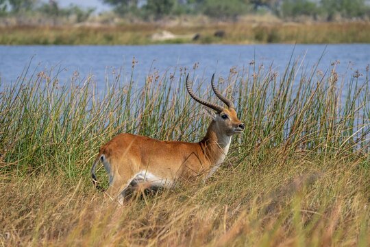 Letschwe or litchi bog antelope (Kobus leche), adult male, in tall dry grass, Okavango Delta, Moremi Game Reserve, Botswana