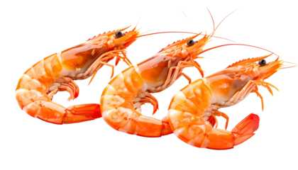 Three cooked shrimp, orange and red, isolated on black. Close-up, appetizing, detail