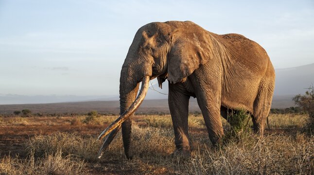 African elephant (Loxodonta africana) in picturesque landscape with the summit of Mount Kilimanjaro, the famous Super Tusker elephant Craig, old male with long tusks, in the evening light, Kajiado County, Kenya