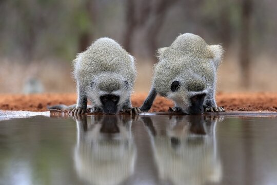 Vervet Monkey (Chlorocebus pygerythrus), adult, two animals, drinking, at the water, Kruger National Park, Kruger National Park, Kruger National Park South Africa
