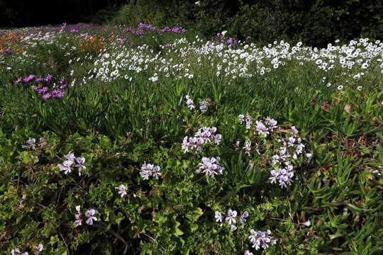Kirstenbosch Botanical Garden, landscape, blooming flowers, in spring, blooming, blossoms, Cape Town, South Africa