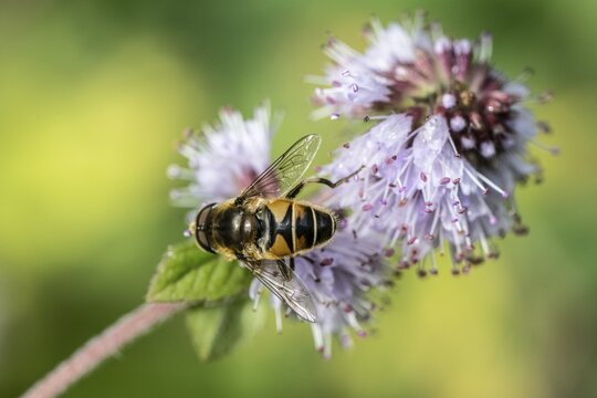 Drone fly (Eristalis interrupta) on water mint (Mentha aquatica), Emsland, Lower Saxony, Germany