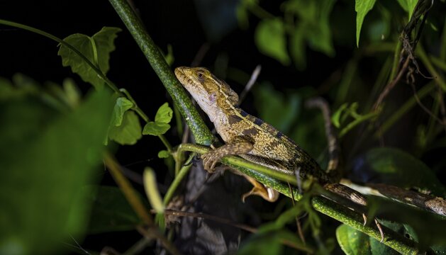 Common basilisk (Basiliscus basiliscus) juvenile, animal portrait, at night, Tortuguero National Park, Costa Rica