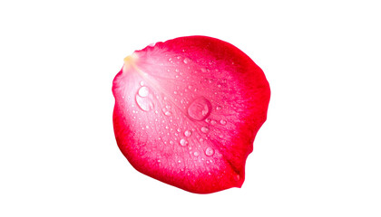 A single, vibrant red rose petal with water droplets on a black background